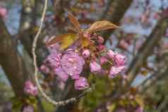 年轻的粉红色的樱花开花盛开的结束分支春天季节