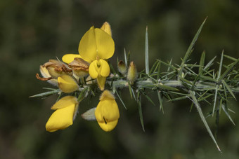 Ulex欧罗巴黄色的花关闭