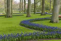 蓝调花日益增长的树绿色草维护春天花园荷兰