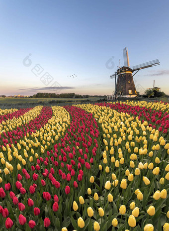 二人组颜色红色的黄色的郁金香花盛开的曲线形状荷兰风车春<strong>天上</strong>升