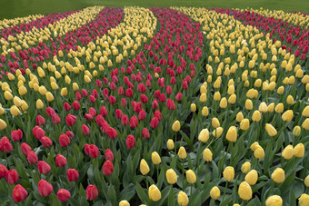 二人组颜色红色的黄色的郁金香花盛开的曲线形状维护绿色草丛里花园春天时间