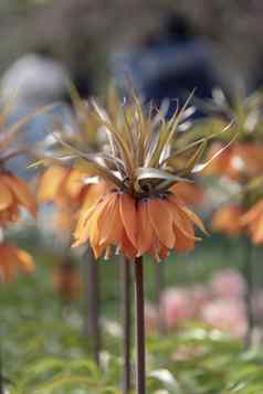 垂直视图橙色皇冠帝国花模糊花背景阳光明媚的一天光