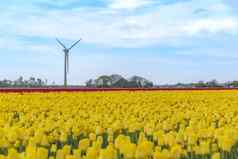 荷兰农村景观黄色的红色的郁金香灯泡农场场风涡轮背景