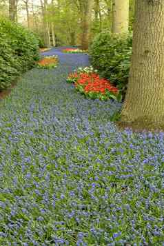 蓝调花日益增长的树绿色草维护春天花园荷兰