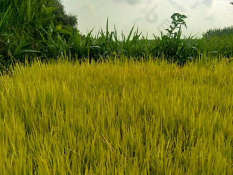 关闭大米自然背景大米苗床大米黄色的绿色