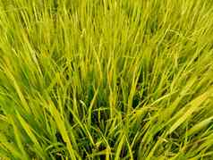关闭大米自然背景大米苗床大米黄色的绿色