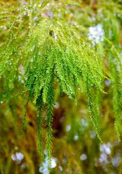 自然德州滴雨水松柏美国