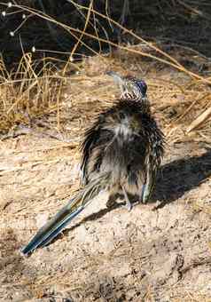 鸟美国更大的走鹃巨尾座加利福尼亚人德州