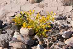 石头沙漠开花植物旱生植物沙漠景观