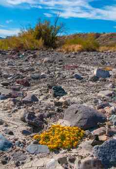 石头沙漠开花植物旱生植物沙漠景观