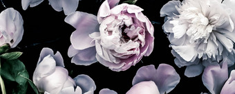 柔和的牡丹花花艺术背景植物平铺奢侈品品牌