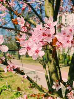 苹果树花布鲁姆花开花春天