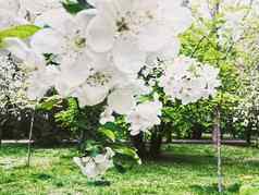 盛开的苹果树花春天花园美丽的自然景观种植园农业