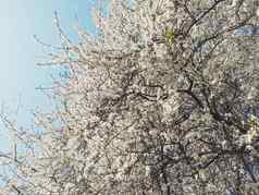 盛开的苹果树花春天花背景