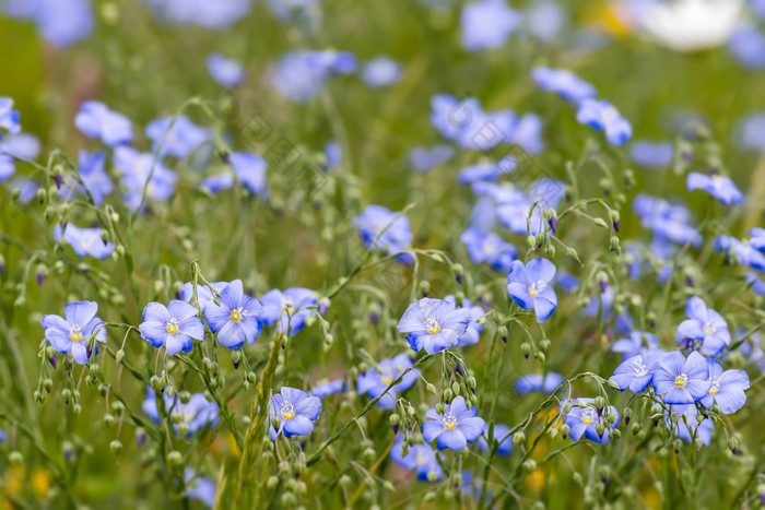 亚麻花