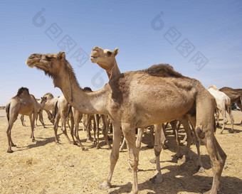 单峰骆驼骆驼市场