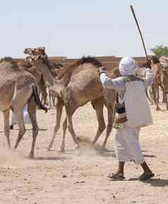 贝都因人交易员放牧骆驼