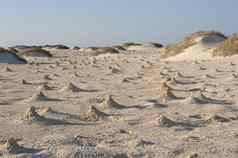 沙丘成堆使提琴手螃蟹海滩