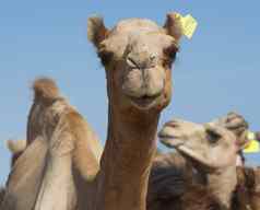 单峰骆驼骆驼非洲市场