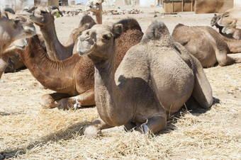 单峰<strong>骆驼骆驼</strong>非洲市场