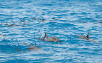 微调控制项海豚浮出水面环礁湖