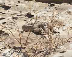 埃及沙漠毒蛇蛇沙子
