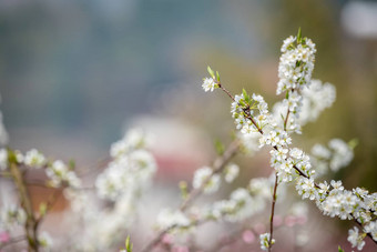 梨开<strong>花</strong>树<strong>花</strong>特写镜头成都