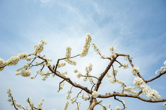 梨开<strong>花</strong>树<strong>花</strong>蓝色的天空成都