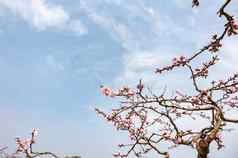 桃子开花树花蓝色的天空成都