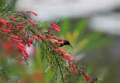 胆小的太阳鸟动物持有爆竹植物树
