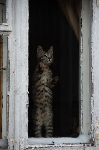 猫<strong>看房</strong>间时间窗口房子