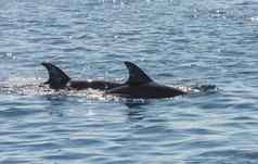 一对宽吻海豚海豚热带海洋