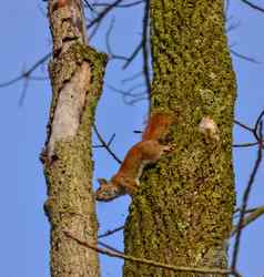 红色的美国松鼠树美国俄亥俄州