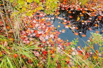 叶子下降了浮动平静小池塘缅因州美国