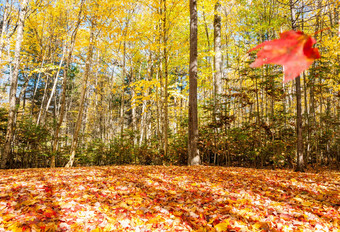 重色彩斑斓的叶秋天地面树