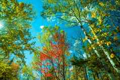 桦木树秋天高耸的开销复古的效果颜色
