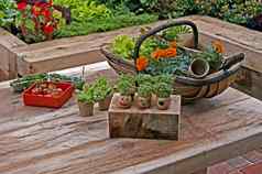 儿童可食用的蔬菜花园工作板凳上