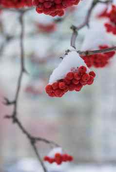 红色的浆果山灰雪