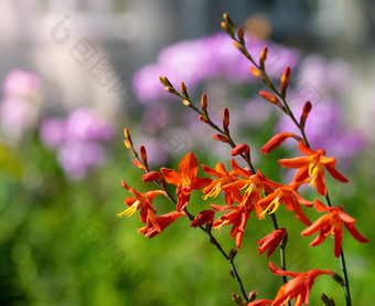 充满<strong>活力</strong>的<strong>橙</strong>色crocosmia花