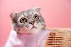 苏格兰褶皱猫品种年龄个月篮子苏格兰褶皱猫可爱的姜小猫毛茸茸的宠物感觉快乐猫可爱的舒适的爱动物宠物概念