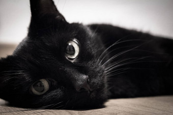 黑色的猫说谎地板上金马伊瓦拉