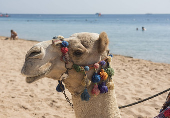 头单峰骆驼骆驼华丽的缰绳海滩