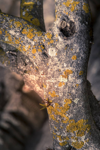 黄色的多叶的地衣日益增长的树树皮