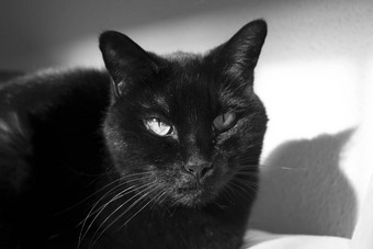 黑色的猫肿块动物的鼻口