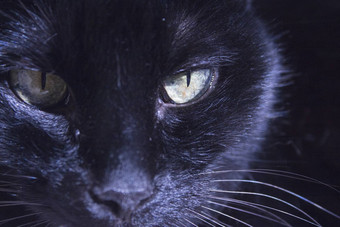 黑色的猫肿块动物的鼻口