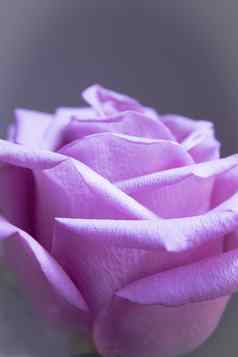 淡紫色玫瑰黑色的背景