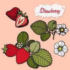 草莓向量画集孤立的手画