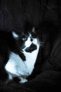 黑色的白色猫免疫缺陷