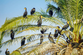 俾格米人鸬鹚棕榈树