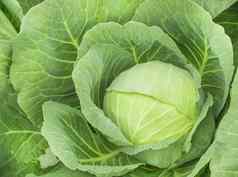 特写镜头新鲜的成熟的卷心菜蔬菜床上卷心菜叉日益增长的花园前视图有机蔬菜背景概念农业